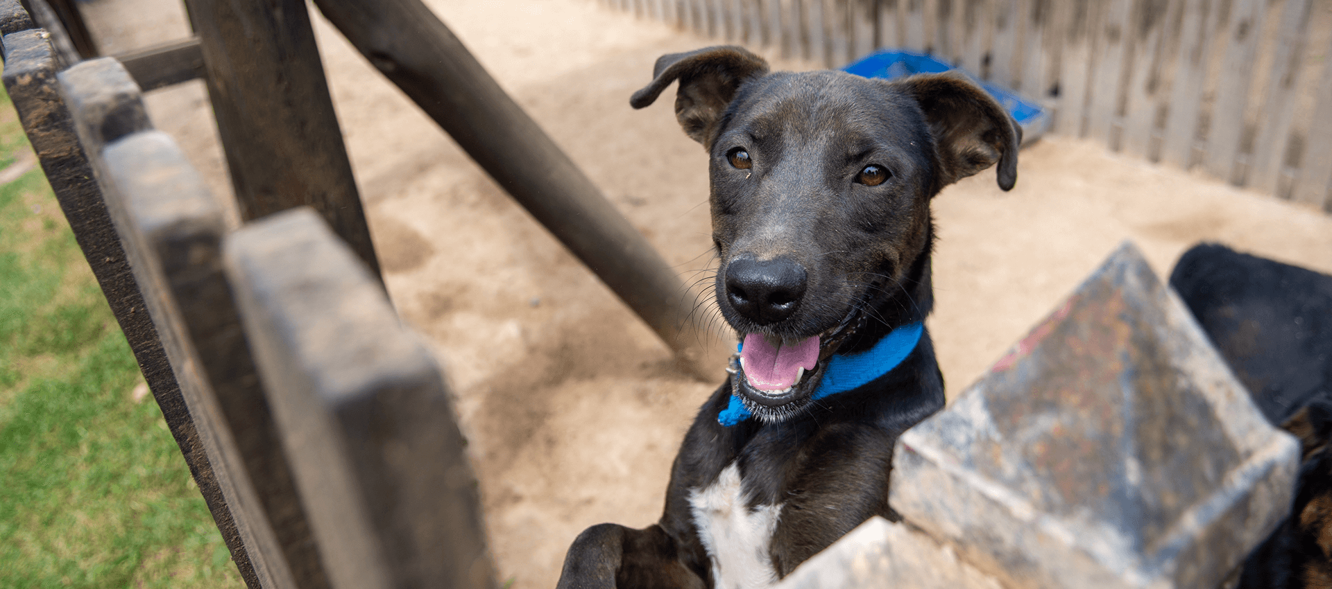 Campito Refugio Apadrinar