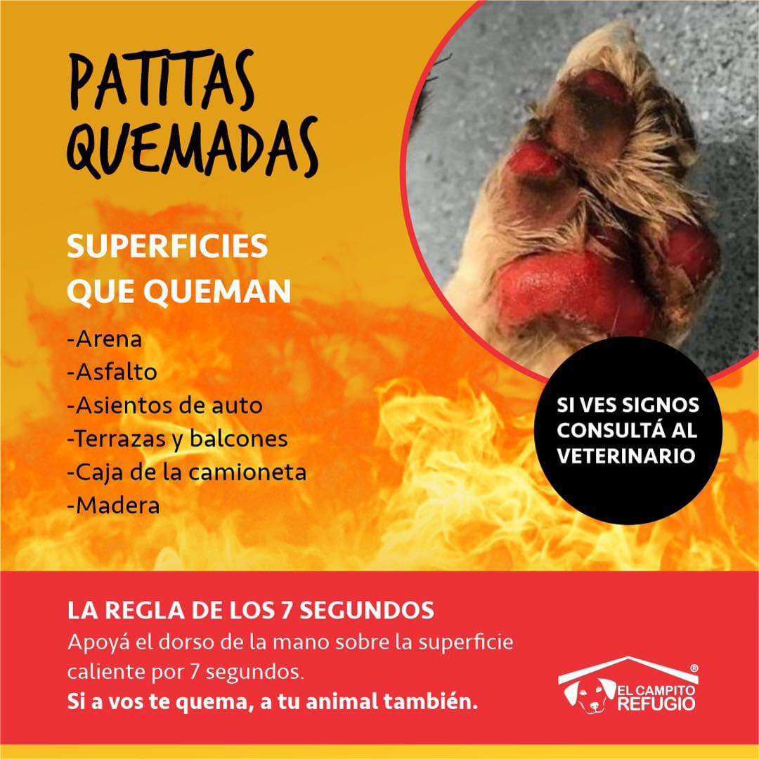 Patitas quemadas de perros