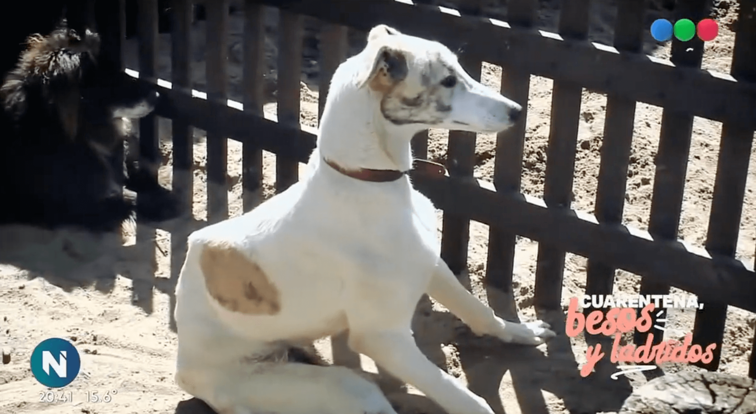 El Campito en Telefe