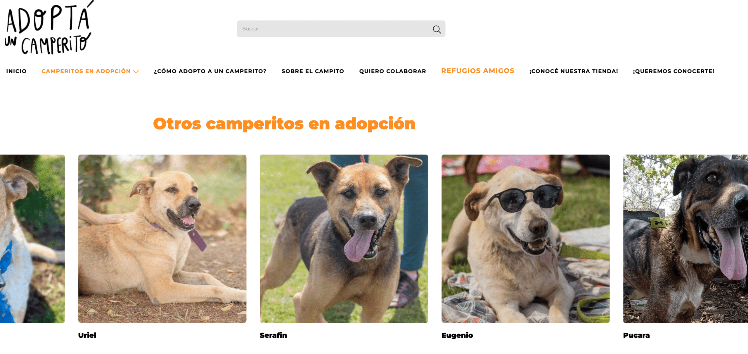El Campito en Clarín: lanzamos la primera plataforma de adopción de perros de Argentina