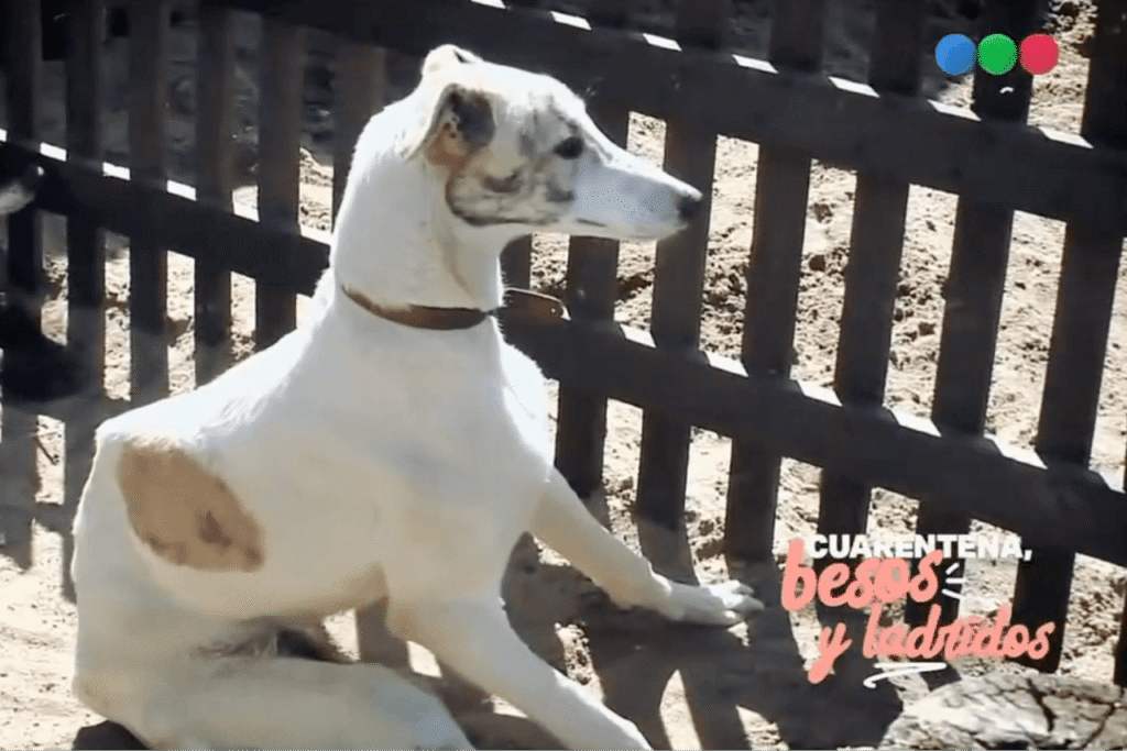 El Campito en Telefe