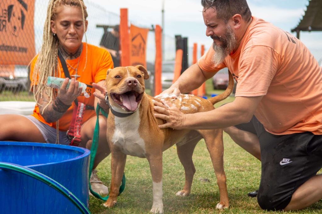 Campito Refugio bañando perro por voluntarios