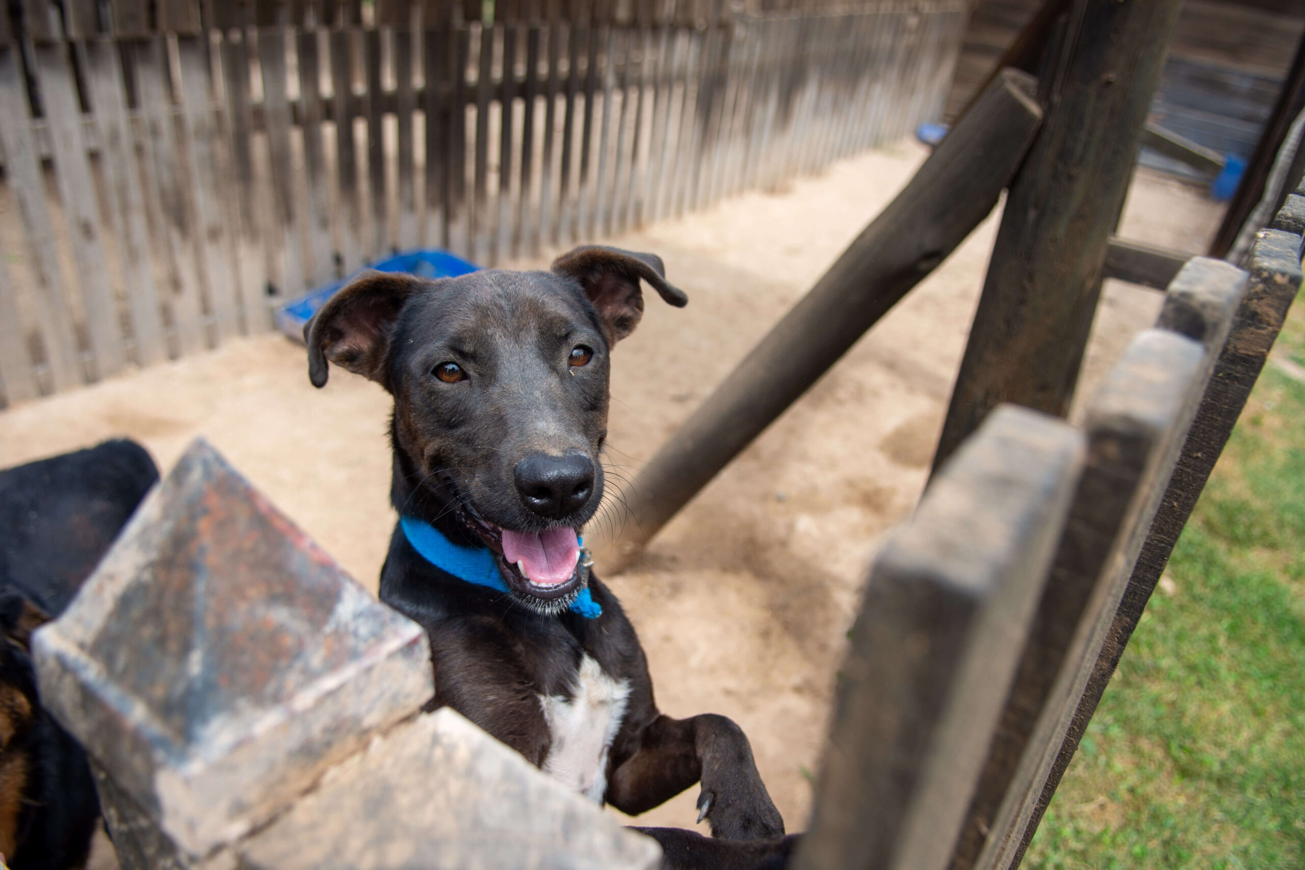 Pirotecnia: un festejo que para los perros se siente como una pesadilla