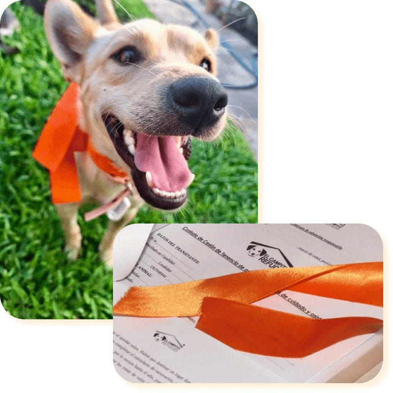 Adoptá tu primer Camperito