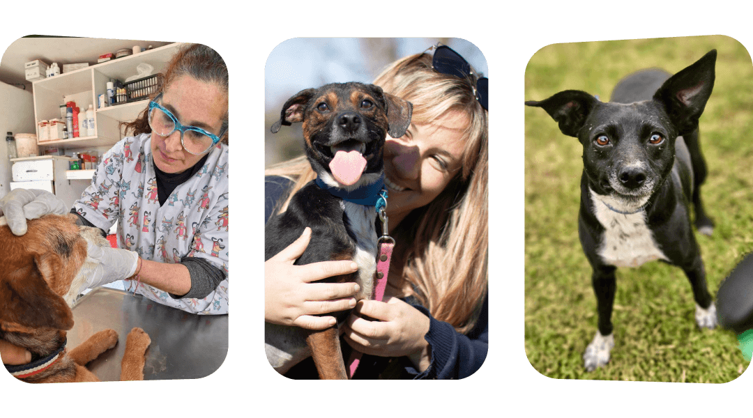 El refugio Campito de perros en Argentina