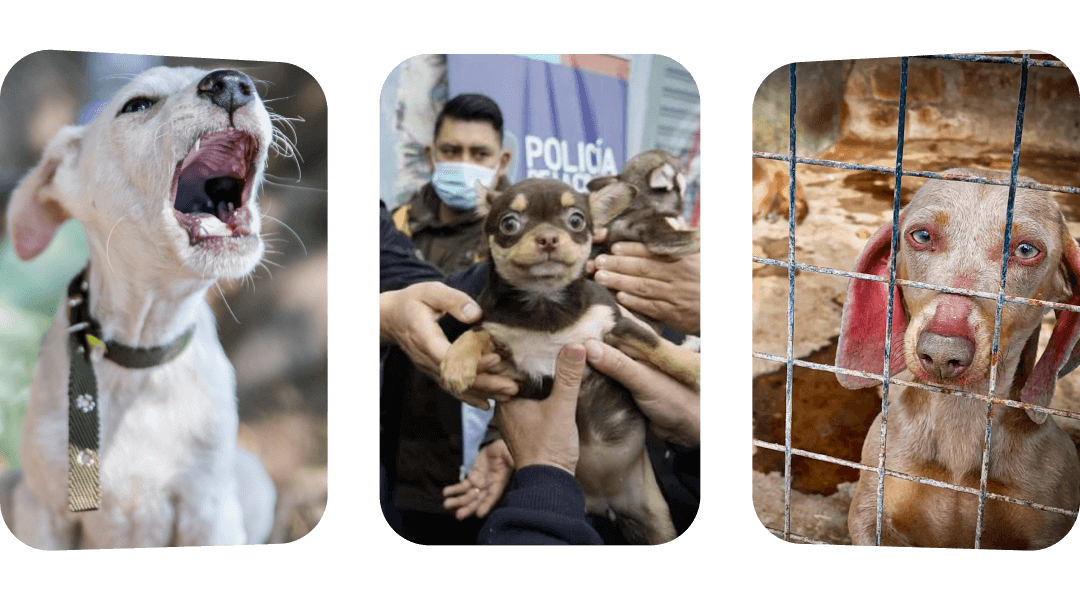 El refugio Campito de perros en Argentina