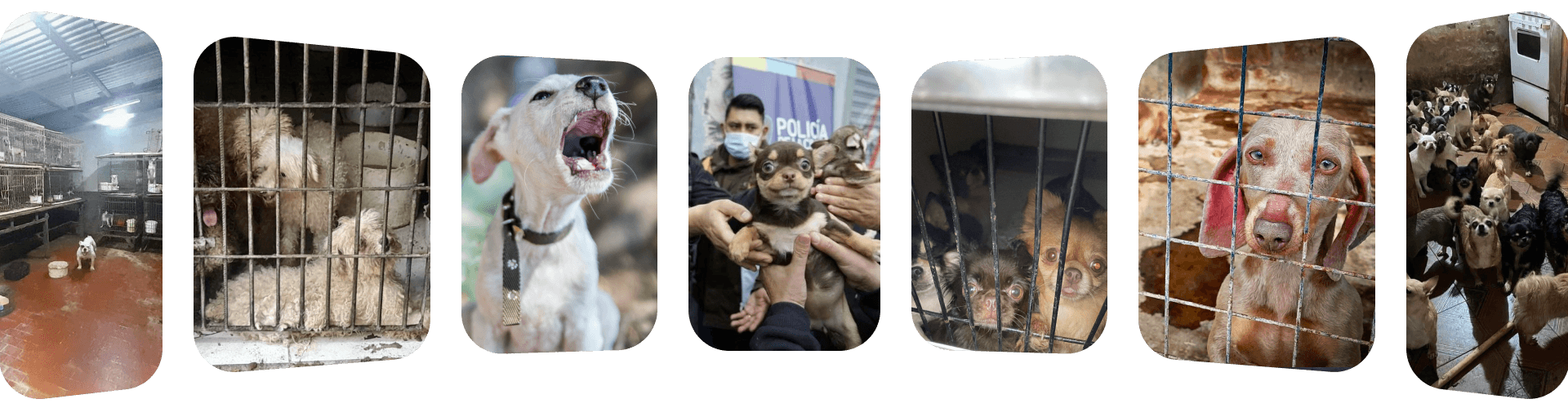 El refugio Campito de perros en Argentina