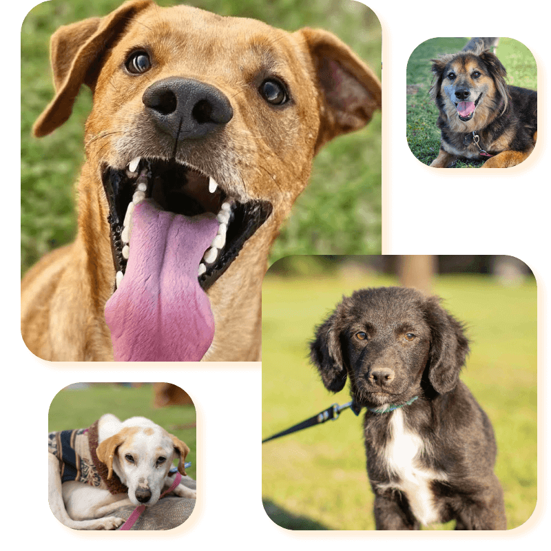 El refugio Campito de perros en Argentina