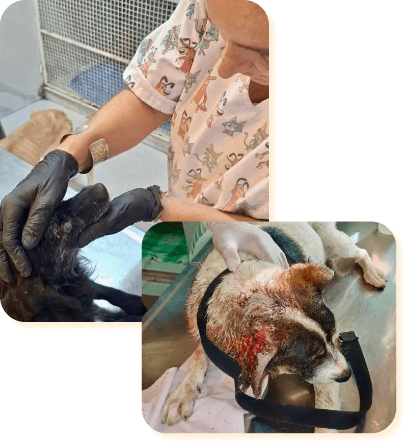 El refugio Campito de perros en Argentina