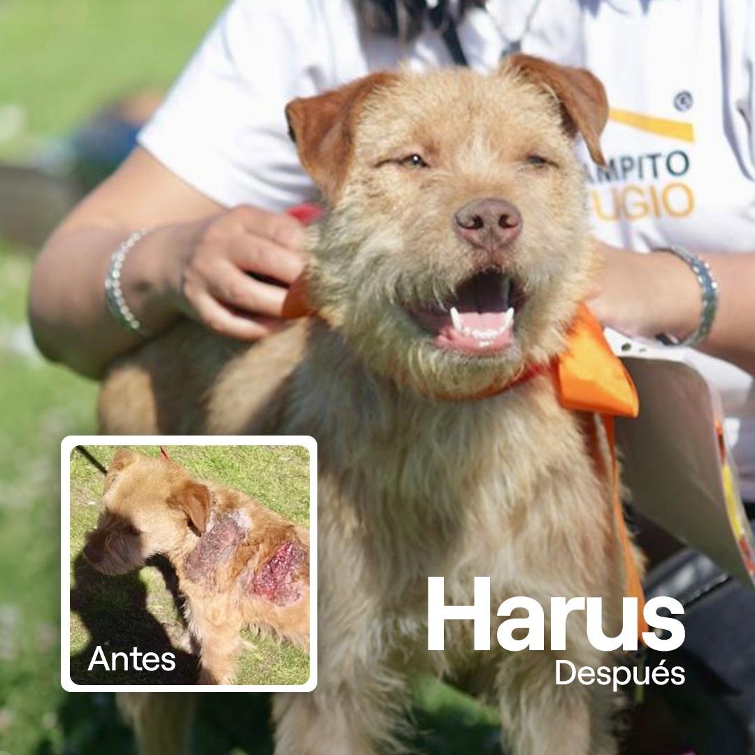 Donar transforma vidas - Harus