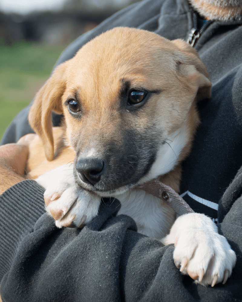 El refugio Campito de perros en Argentina