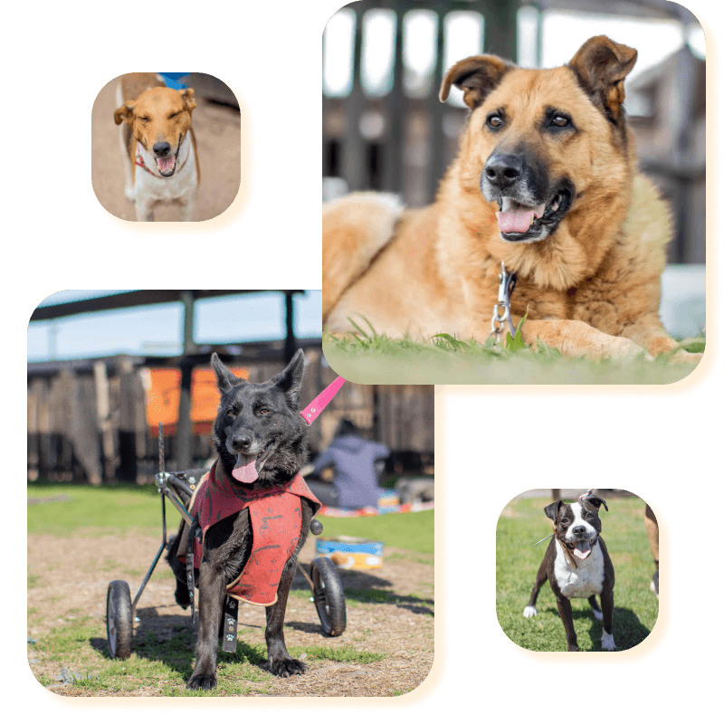 El refugio Campito de perros en Argentina